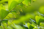 Gewone salomonszegel (Polygonatum multiflorum)