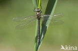 Hairy Dragonfly (Brachytron pratense)