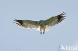 Black-shouldered Kite (Elanus caeruleus)