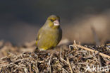 European Greenfinch (Carduelis chloris)