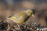 Groenling (Carduelis chloris)