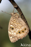 Grote schaduwzandoog (Kirinia roxelana)