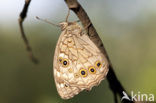 Lattice Brown (Kirinia roxelana)