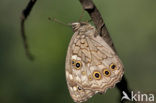 Grote schaduwzandoog (Kirinia roxelana)