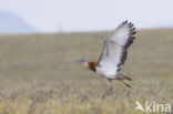 Great Bustard (Otis tarda) 