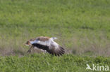 Great Bustard (Otis tarda) 