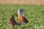 Great Bustard (Otis tarda) 