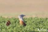 Great Bustard (Otis tarda) 