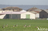 Great Bustard (Otis tarda) 