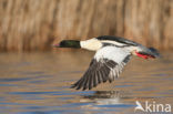 Grote Zaagbek (Mergus merganser)