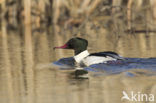 Grote Zaagbek (Mergus merganser)