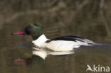 Goosander (Mergus merganser)