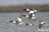 Goosander (Mergus merganser)