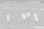 Grote Zilverreiger (Ardea alba)