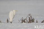 Grote Zilverreiger (Ardea alba)