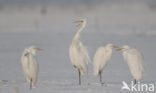 Grote Zilverreiger (Ardea alba)