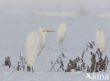 Grote Zilverreiger (Ardea alba)