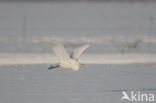 Great White Egret