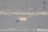 Great White Egret