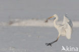 Grote zilverreiger (Casmerodius albus)