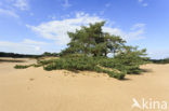 Scots Pine (Pinus sylvestris)