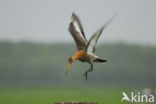 Grutto (Limosa limosa) 