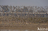 Black-tailed Godwit (Limosa limosa) 