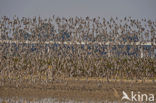 Grutto (Limosa limosa) 