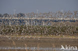 Grutto (Limosa limosa) 