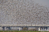 Grutto (Limosa limosa) 