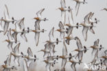 Black-tailed Godwit (Limosa limosa) 