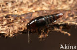 Habrocerus capillaricornis