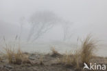 Marram (Ammophila arenaria)