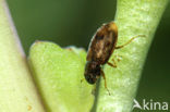 Helophorus granularis