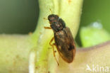 Helophorus granularis