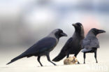 House Crow (Corvus splendens)