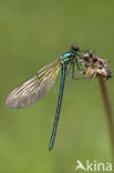 Iberische beekjuffer (Calopteryx xanthostoma)