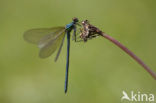 Iberische beekjuffer (Calopteryx xanthostoma)