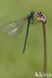 Iberische beekjuffer (Calopteryx xanthostoma)