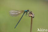 Iberische beekjuffer (Calopteryx xanthostoma)