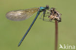 Western Demoiselle