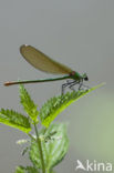 Iberische beekjuffer (Calopteryx xanthostoma)