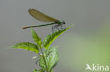 Western Demoiselle