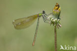 Iberische beekjuffer (Calopteryx xanthostoma)