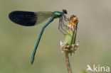 Iberische beekjuffer (Calopteryx xanthostoma)