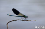 Iberische beekjuffer (Calopteryx xanthostoma)