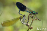 Iberische beekjuffer (Calopteryx xanthostoma)