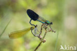 Western Demoiselle