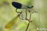 Iberische beekjuffer (Calopteryx xanthostoma)