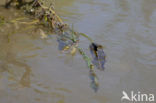 Iberische beekjuffer (Calopteryx xanthostoma)